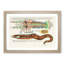 East Indies Fish & Lobster Illustrations XLV by Louis Renard - Picture Frame Painting Print-55547370-55547372