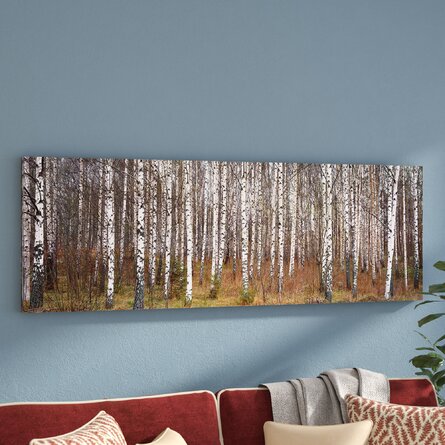 Birch Trees in a Forest - Wrapped Canvas Photograph Print