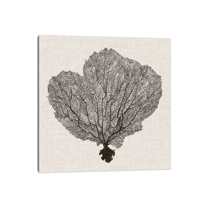 Shadow Sea Fan I by Grace Popp - Wrapped Canvas Print, 30.48 cm H x 30.48 cm W