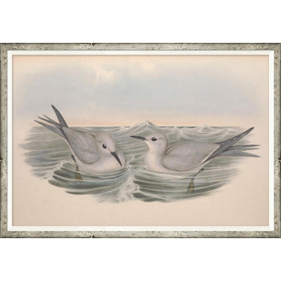 " Coastal Birds " by Soicher Marin Archives
