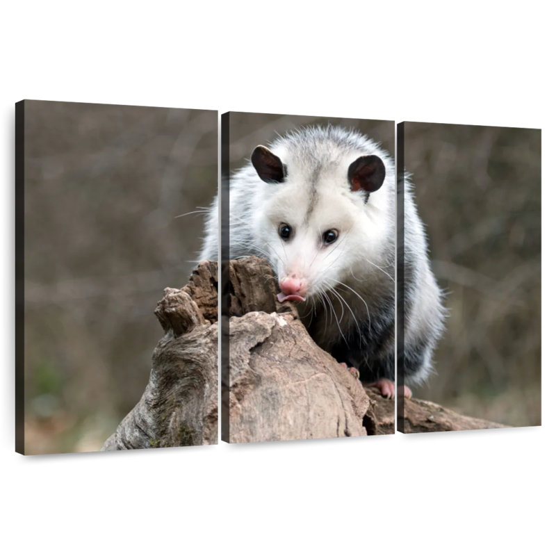 Brampt Opossum, 42" H x 65" W