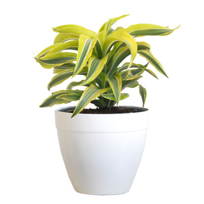 United Nursery Live Dracaena Plant Low Maintenance Plant in Rattan Plastic Nursery Pot