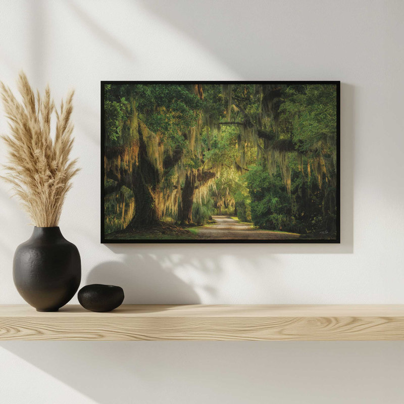 «Moss Draped Path» par Martin Podt, reproduction d'art, 36 W x 24 H, White, Framed Print