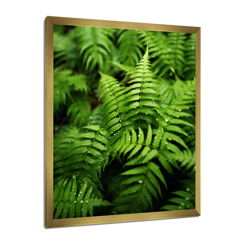 «Green Fern Fond I», reproduction sur toile, H 20 po x l 12 po x P 1 po, Encadrement doré