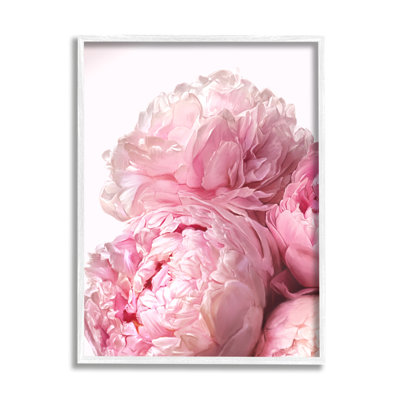 " Blush Pink Peonies Florals Blooming Over White " by Ziwei Li