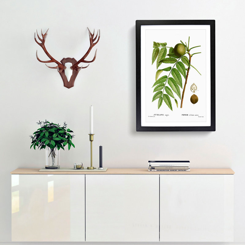 Black Walnut Tree by Pierre-Joseph Redoute - Picture Frame Graphic Art Print, 65cm H x 48cm W x 2cm D, Black Framed
