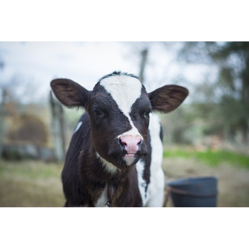 Calf by Leandrohernandez, 12" H x 18" W