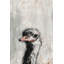 Ostrich You Cute Wrapped Canvas Painting-1968868