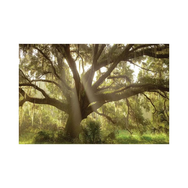 Beautiful Southern Live Oak Tree, Flordia by Maresa Pryor - Wrapped Canvas Gallery-Wrapped Canvas Giclée