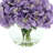 Hydrangea-104787821-104787820