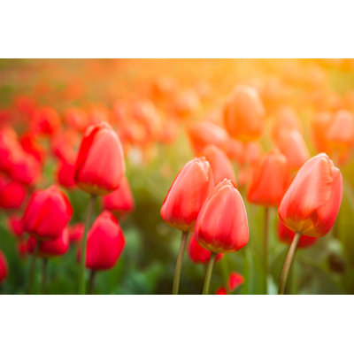 Tulips In The Garden