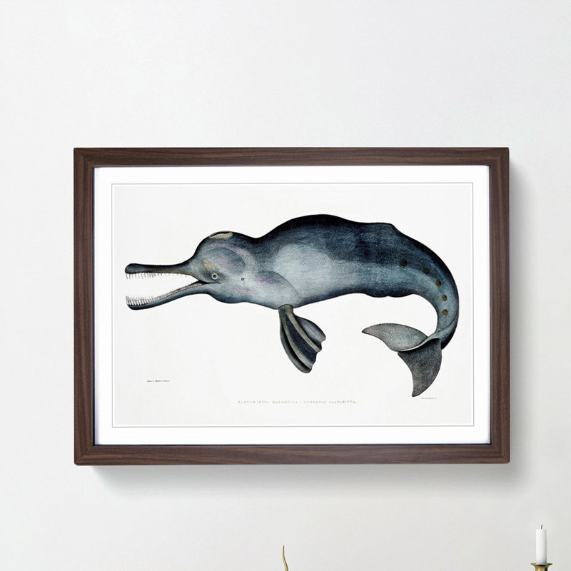 River Dolphin by John Edward Gray - Picture Frame Painting Print, Walnut Framed, 27cm H x 36cm W x 2cm D