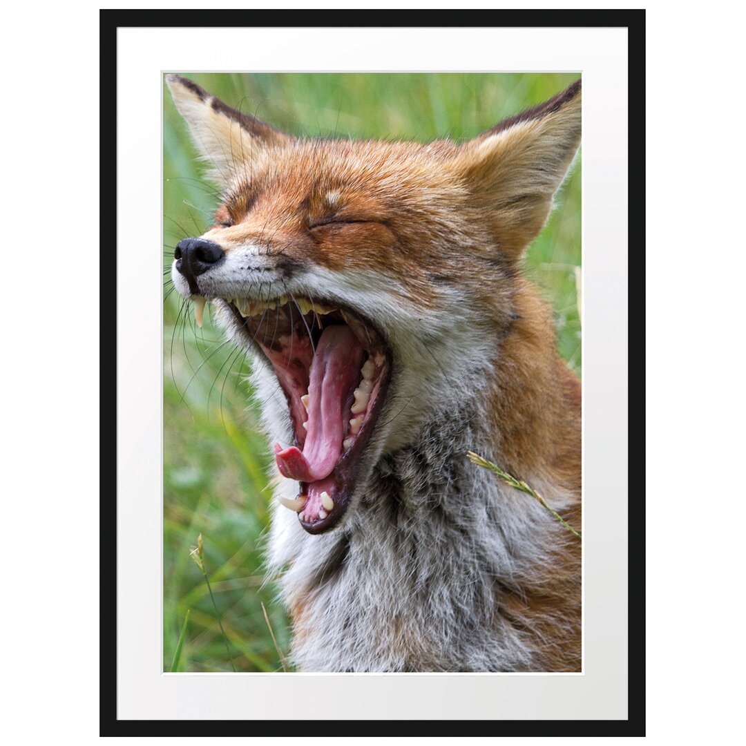 Gerahmtes Poster Müder Fuchs auf Wildwiese