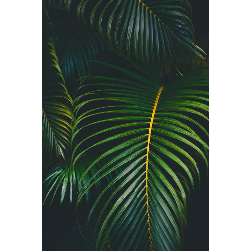 Fond de feuilles de palmier par Jasmina007, H 36 po x l 24 po