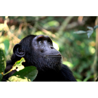 Wild Common Chimpanzee by NieuwenkampR - Wrapped Canvas Print