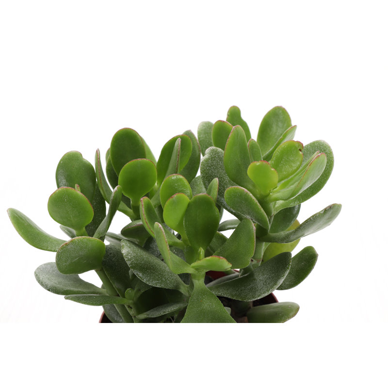 Live Jade Plant in Classic Pot, Brushed Silver