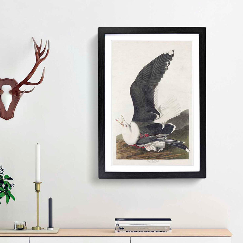 Black-Backed Gull by John James Audubon - Picture Frame Art Print, 36cm H x 27cm W x 2cm D, Black Framed
