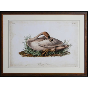 « swan ii », reproduction encadrée