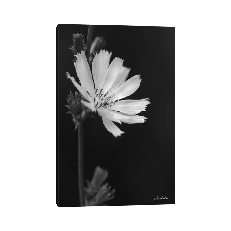 Flower Petal Wishes by Lori Deiter - Wrapped Canvas Print, 20.32 cm H x 30.48 cm W
