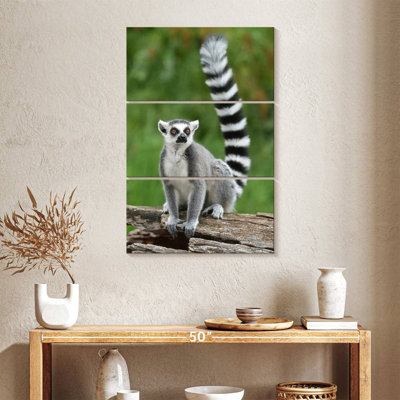 Brampt Ring Tailed Lemur On A Log