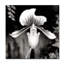 Beautiful Paphiopedilum Print-66805725-66805727