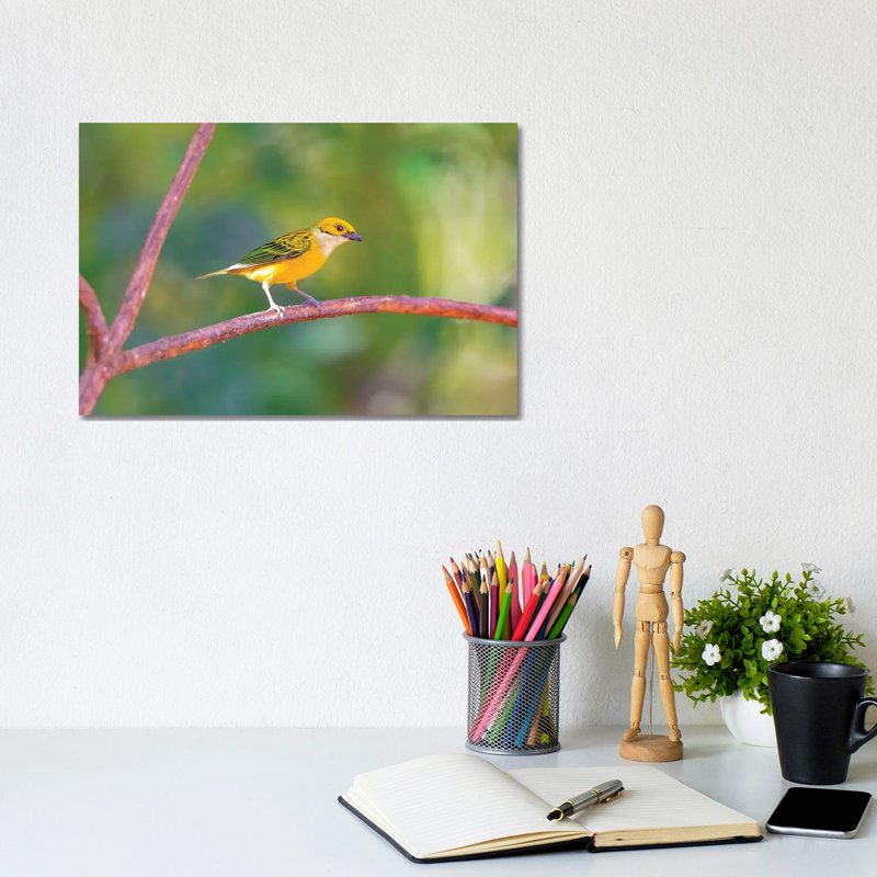 Central America, Costa Rica. Male Silver-throated Tanager In Tree. by Jaynes Gallery - Wrapped Canvas Gallery-Wrapped Canvas Giclée