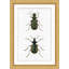 Beetle Study 1 Print by Lillian August
