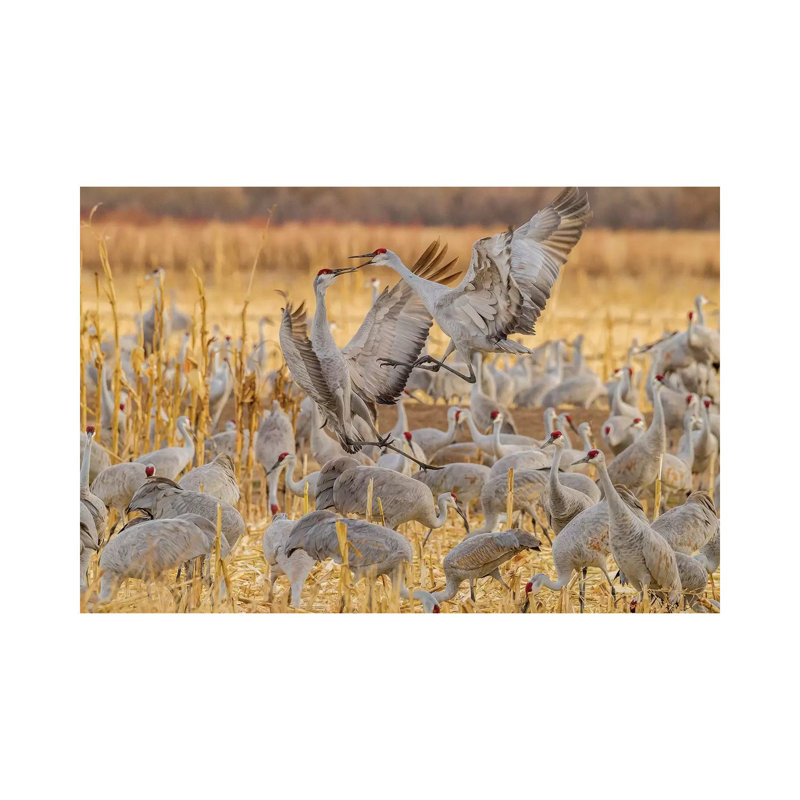 USA, New Mexico, Bosque Del Apache National Wildlife Refuge. Sandhill Cranes Fighting. by Jaynes Gallery - Wrapped Canvas Print