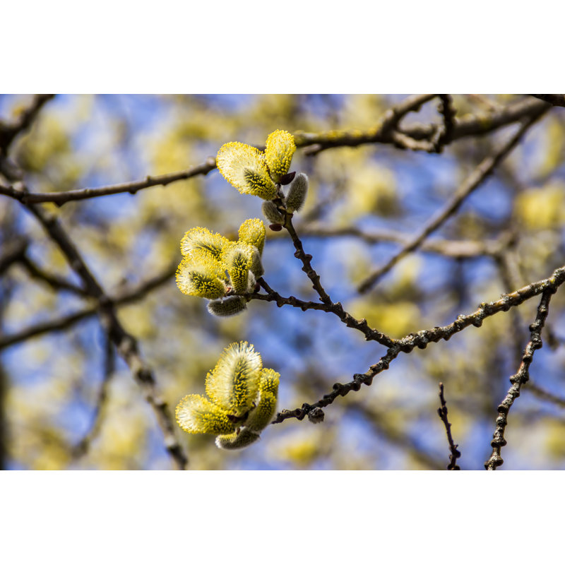 Spring Bloom Of Pussy Willow - Wrapped Canvas Print, 30cm H x 46cm W
