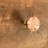Jones 1.4" Diameter Mushroom Knob Multipack-49972824