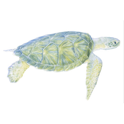 Tortue de mer tranquille I