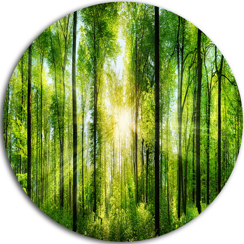 «Forest with Rays of Sun Panorama», photographie, H 38 po x l 38 po x p 1 po, Métal