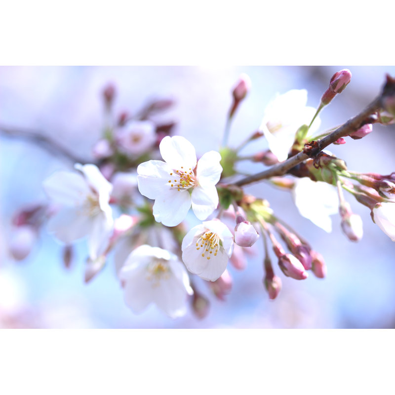 Sakura (Someiyoshino) by Hana-Photo - Wrapped Canvas Print, 30cm H x 46cm W x 3.8cm D