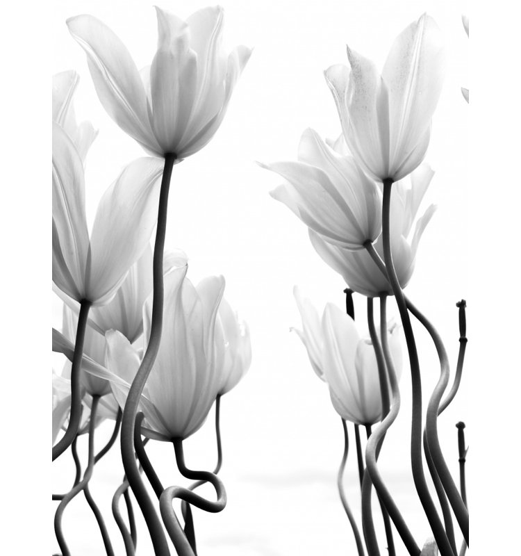 Wrapped Canvas Print, 76.2cm H x 50.8cm W