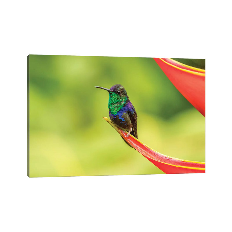 Costa Rica, Sarapique River Valley. Purple-Crowned Woodnymph On Heliconia Plant. by Jaynes Gallery - Wrapped Canvas Print