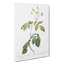 Climbing Rose In White by Pierre-Joseph Redoute - Wrapped Canvas Painting-55371740