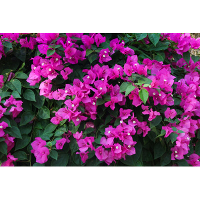 Petit bougainvillée sur toile par Khlongwangchao, photographie