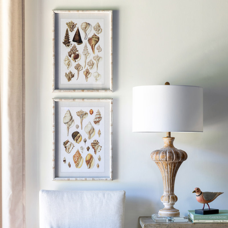 Seashell Collection Prints
