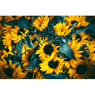 Sunflowers by Olga Niekrasova - Wrapped Canvas Print