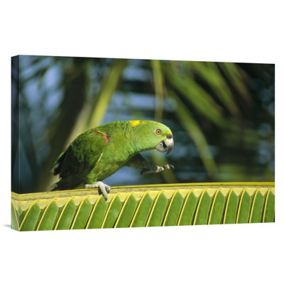 " Brazil Amazon 'Yellow-Naped Parrot Walking Along Palm Frond' "