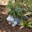 Pot de fleurs statue magnesia grenouille Willacoochee