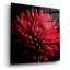 «Red Chrysanthemum On Black» par Tom Quartermaine-1872545883