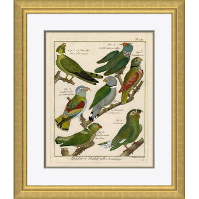 18th Century Parakeet Engravings Giclee Print by Soicher Marin Archives