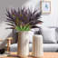 16,9 plante-240845615