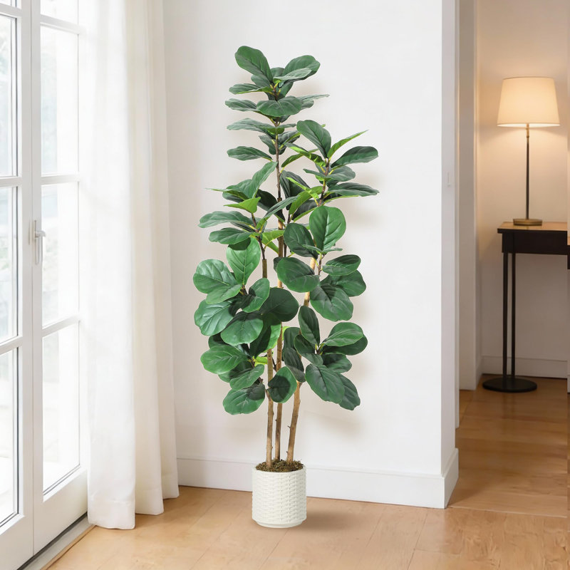 Plant, 90cm H x 90cm W x 180cm D