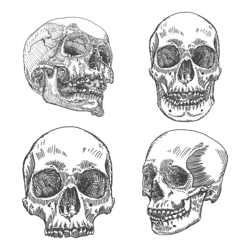 Anatomic Skulls - Wrapped Canvas Print, 122cm H x 122cm W x 3.8cm D