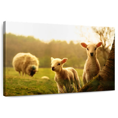 Brampt Baby Lambs
