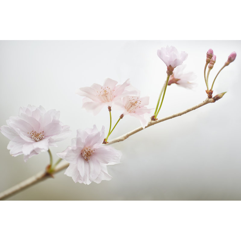 Cherry Blossom Study II by James McLoughlin - Wrapped Canvas Print, 30cm H x 46cm W x 3.8cm D