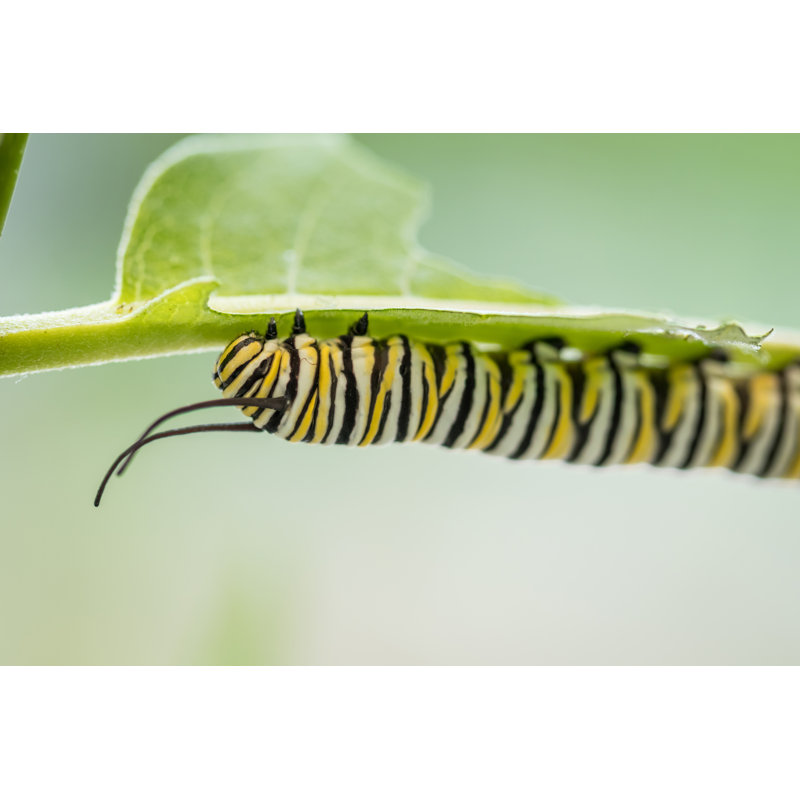 " Caterpillar ", 24" H x 36" W  
