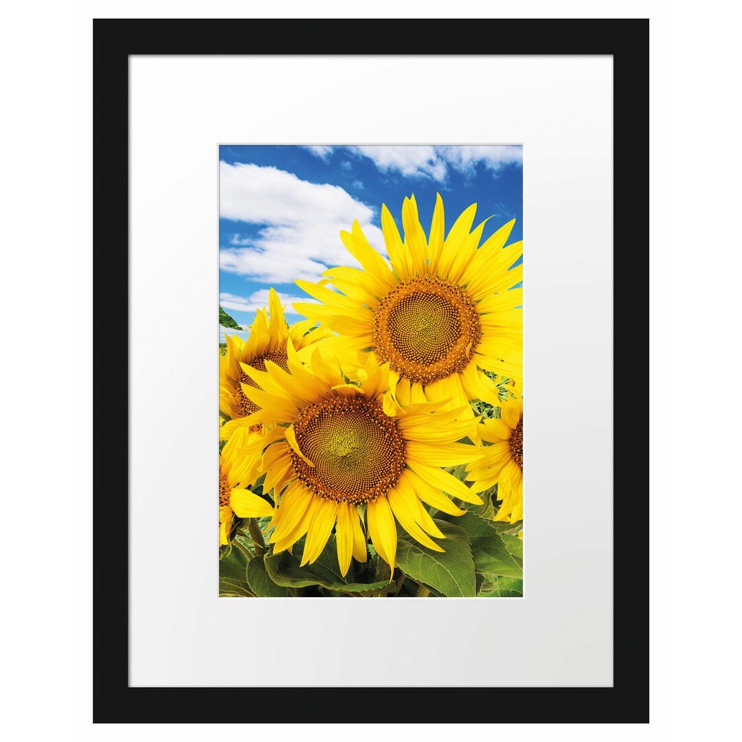 Gerahmtes Poster Sonnenblumenwiese unter Himmel